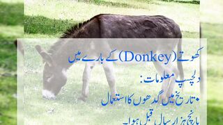 کھوتے (Donkey)کے بارے میں دلچسپ معلومات: