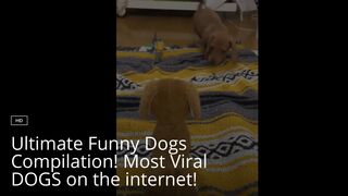 Ultimate Funny Dogs Compilation! Most Viral DOGS on the internet!