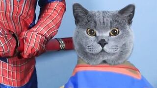 Cat Vs Spider Man  angrr 2023 Febspot