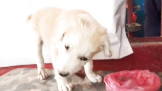 Montu had a full meal today