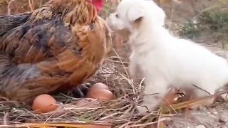 Love is the universal language