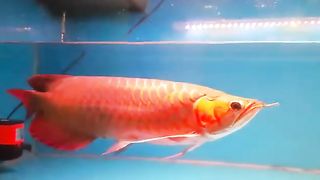Membaca Sholawat sambil menyaksikan Indahnya Ikan Arwana Red Borneo