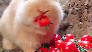Crazy Rabbit
