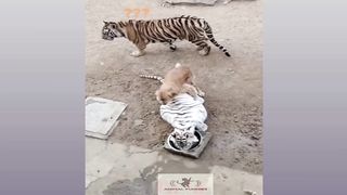 Funny Dog And Cat, Funniest Animals #112