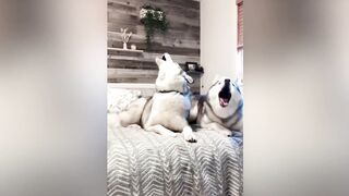 Funny Dog ???? Animals Video #3