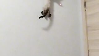 Angry cats compilation