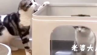 Funny cat and dogs viral video