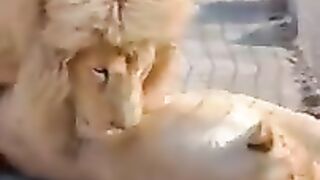 #shorts У белых львов ЛЮБОВЬ!