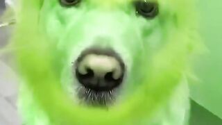 The best funny dog 2023 - Video top funny 2023
