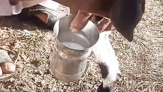 Milking ????