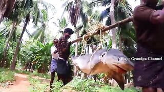 150 Kg GIANT TIGER SHARK FISH RECIPE  CUTING And COOKING BIG SHARK FISH Prepare by VILLAGE GRANDPA