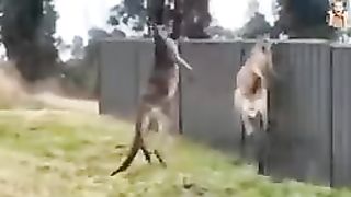Kangaroo fighting
