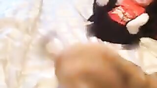 Baby Animal Love