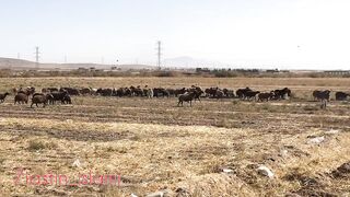 Vlog in iran????