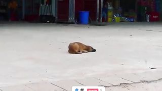 Facke lion prank on dog can't stop laughing