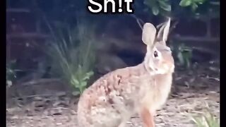 Funny cats videos