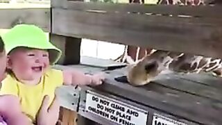 Funniest animals vs human baby