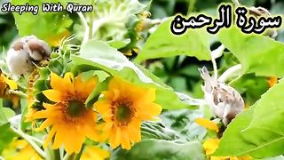 Surah Rahman With Urdu Transaction A Transaction |_A  Tribute to Qari Abdul Basit