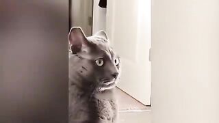 Funny pets, funny cat's.funny dogs