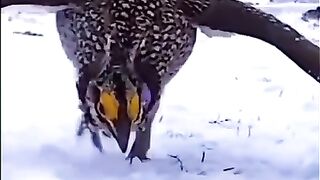 subhan ALLAH