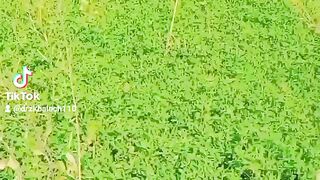 My village viwe