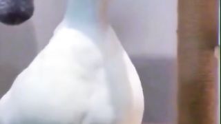 Very Funny,Best funny video of Dog & Cat