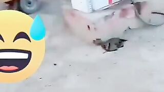 funny video