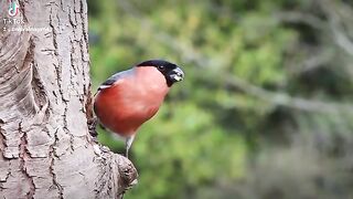 Beautiful bird
