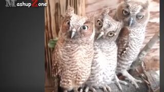 Owl - A Funny Owls And Cute Owls Compilation I| NEW