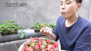 Surprised_with_how_to_grow_strawberries_in_plastic_tubes___Big