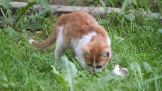 Cats fun