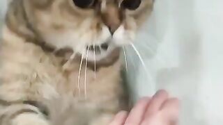Funny cate clips