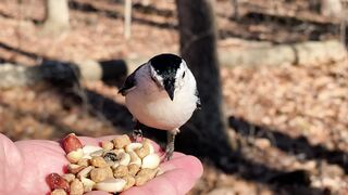 A White-breasted Nuthatch thoughtfully making his selections.2023