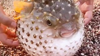 beatifull fish.