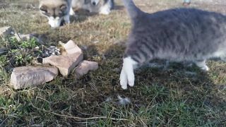 Cats funny videos