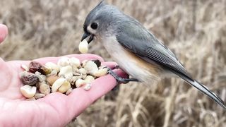 Hand-feeding Birds in Slow Mo - Tufted Titmice, Downy Woodpecker2023