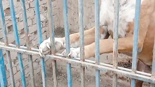 Bast_Dog_video