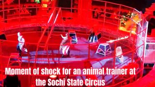 HORROR SHOW AT THE CIRCUS Suddenly all the Lions  Freaked out