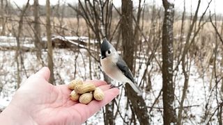 Hand-feeding Birds in Slow Mo - Tufted Titmice,2023