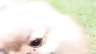 Funny dogy