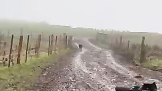 Amazing video dog guide to sheep's