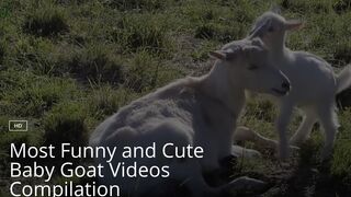 Most Funny and Cute Baby Goat Videos Compilation