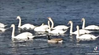 Beautiful ducks