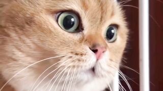 Cats love ????????