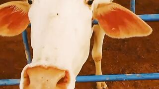 Nukra cow