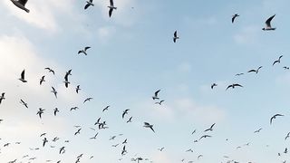 Wow birds