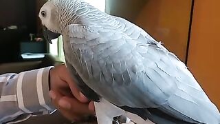 Bird video