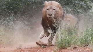 The king Running ????