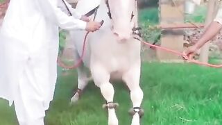 Horse lover