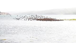 Birds/FLYING/BEAUTY/BIRDS/VIDEI